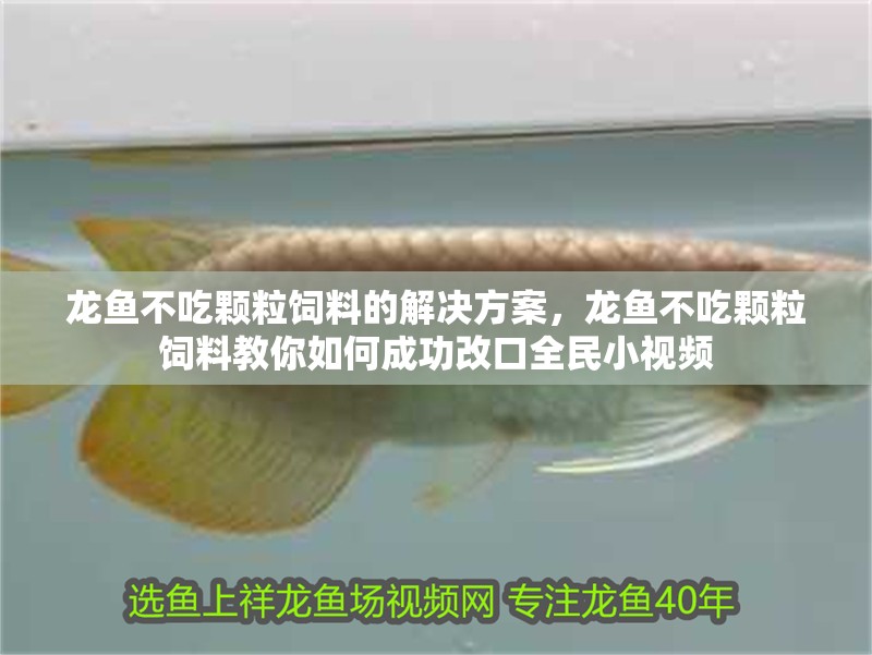 龍魚不吃顆粒飼料的解決方案，龍魚不吃顆粒飼料教你如何成功改口全民小視頻 龍魚不吃顆粒飼料的解決方案，龍魚不吃顆粒飼料教你如何成功改口全民小視頻 觀賞魚百科 第7張