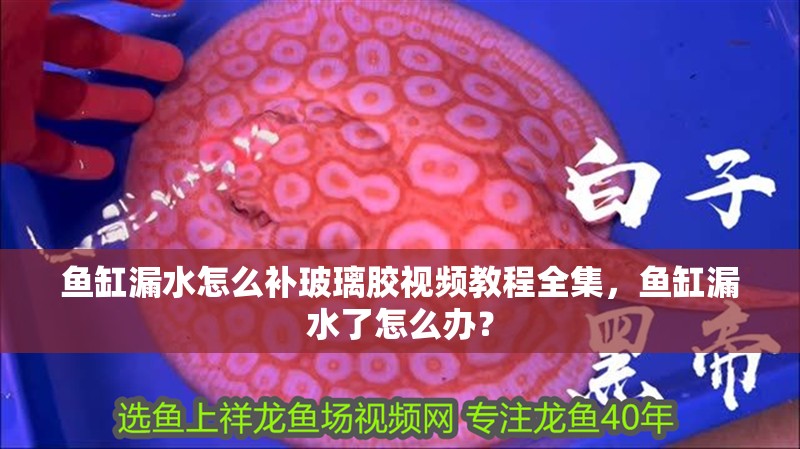 魚缸漏水怎么補玻璃膠視頻教程全集，魚缸漏水了怎么辦？