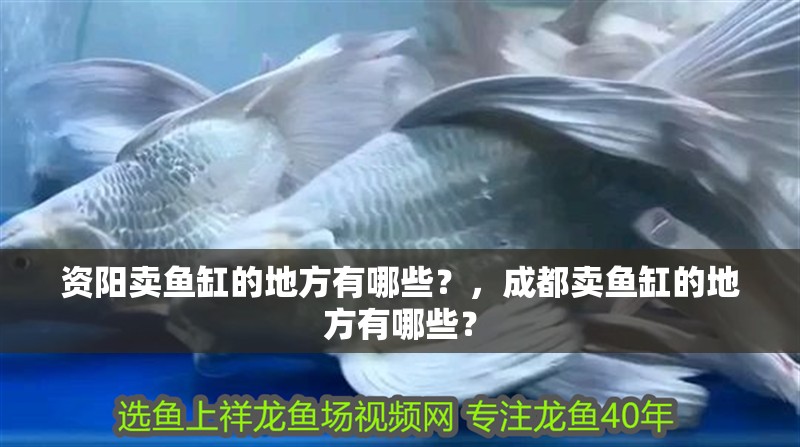 資陽賣魚缸的地方有哪些？，成都賣魚缸的地方有哪些？