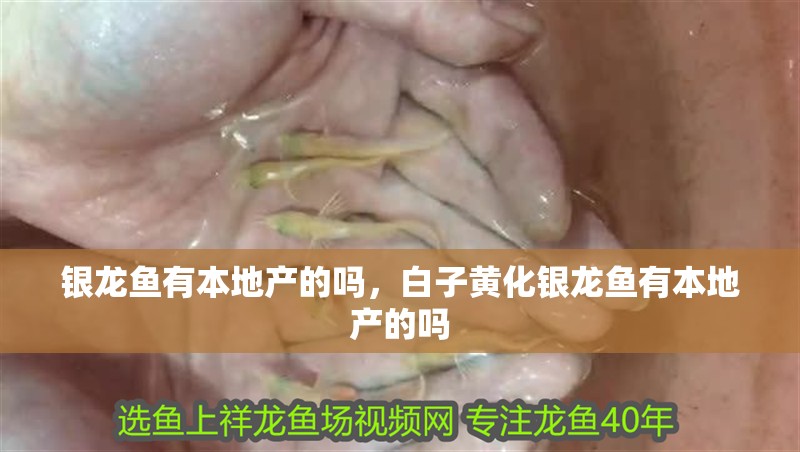 銀龍魚有本地產(chǎn)的嗎，白子黃化銀龍魚有本地產(chǎn)的嗎