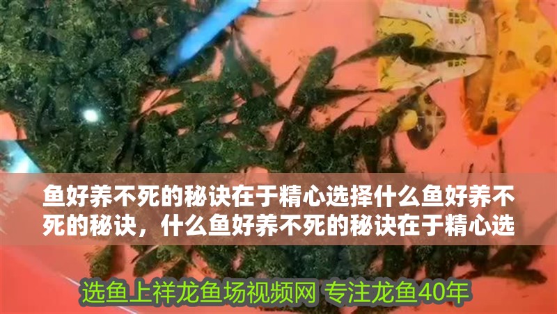 魚好養不死的秘訣在于精心選擇什么魚好養不死的秘訣，什么魚好養不死的秘訣在于精心選擇什么魚好養不死 魚好養不死的秘訣在于精心選擇什么魚好養不死的秘訣，什么魚好養不死的秘訣在于精心選擇什么魚好養不死 觀賞魚百科 第2張