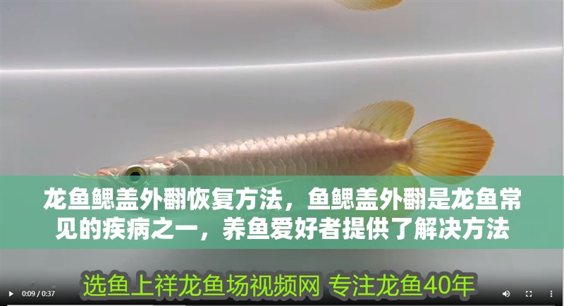 龍魚鰓蓋外翻恢復方法，魚鰓蓋外翻是龍魚常見的疾病之一，養魚愛好者提供了解決方法