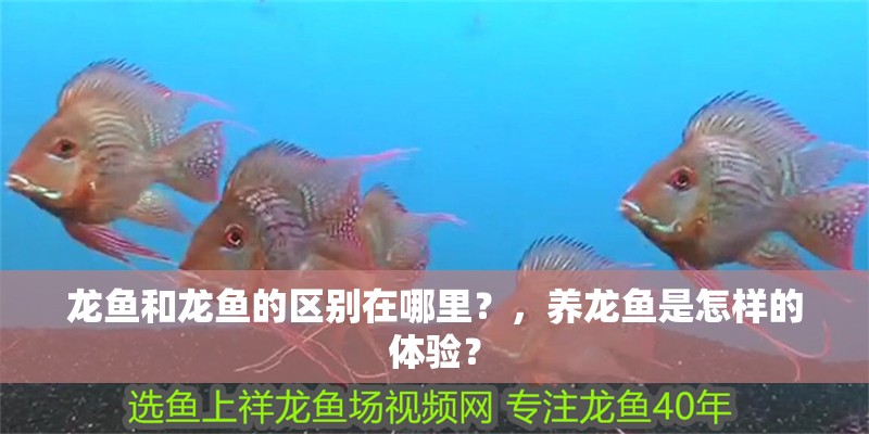 龍魚和龍魚的區別在哪里？，養龍魚是怎樣的體驗？ 龍魚和龍魚的區別在哪里？，養龍魚是怎樣的體驗？ 觀賞魚百科 第1張