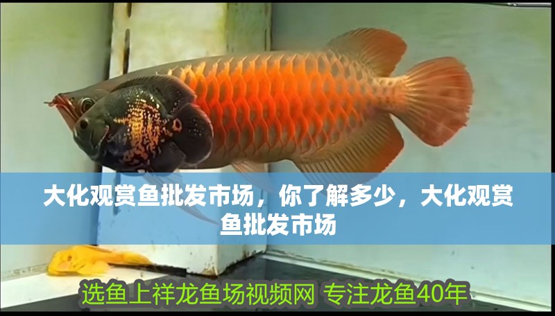 大化觀賞魚批發(fā)市場(chǎng)，你了解多少，大化觀賞魚批發(fā)市場(chǎng)