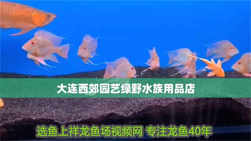 大連西郊園藝綠野水族用品店
