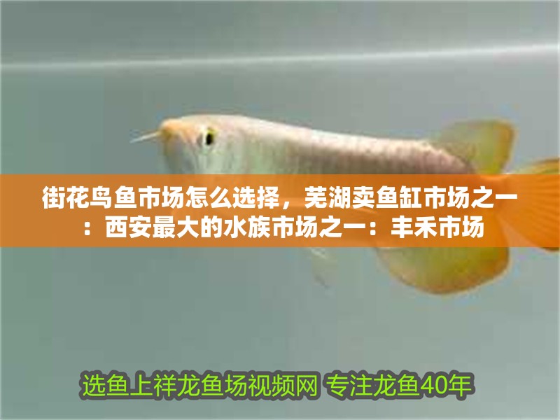 街花鳥魚市場怎么選擇，蕪湖賣魚缸市場之一：<strong><mark>西安</mark></strong>最大的水族市場之一：豐禾市場