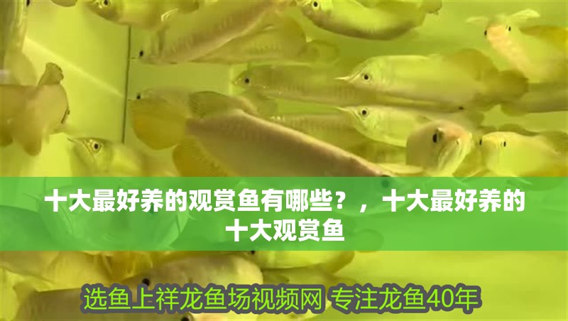 十大最好養(yǎng)的觀賞魚有哪些？，十大最好養(yǎng)的十大觀賞魚