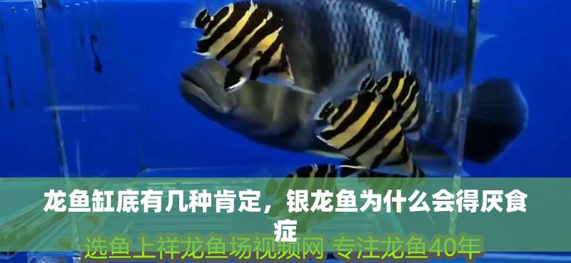 龍魚缸底有幾種肯定，銀龍魚為什么會得厭食癥