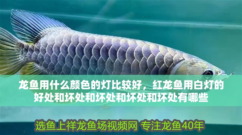 龍魚用什么顏色的燈比較好，紅龍魚用白燈的好處和壞處和壞處和壞處和壞處有哪些 龍魚用什么顏色的燈比較好，紅龍魚用白燈的好處和壞處和壞處和壞處和壞處有哪些 觀賞魚百科