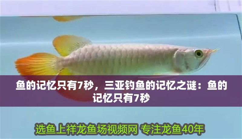 魚的記憶只有7秒，三亞釣魚的記憶之謎：魚的記憶只有7秒 魚的記憶只有7秒，三亞釣魚的記憶之謎：魚的記憶只有7秒 觀賞魚百科