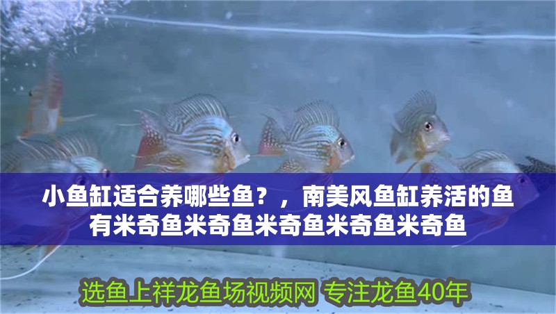 小魚缸適合養哪些魚？，南美風魚缸養活的魚有米奇魚米奇魚米奇魚米奇魚米奇魚