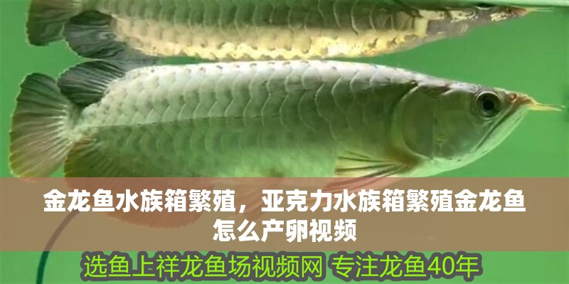 金龍魚水族箱繁殖，亞克力水族箱繁殖金龍魚怎么產(chǎn)卵視頻