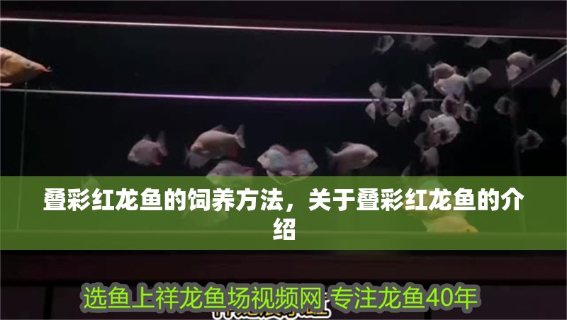 疊彩紅龍魚的飼養方法，關于疊彩紅龍魚的介紹