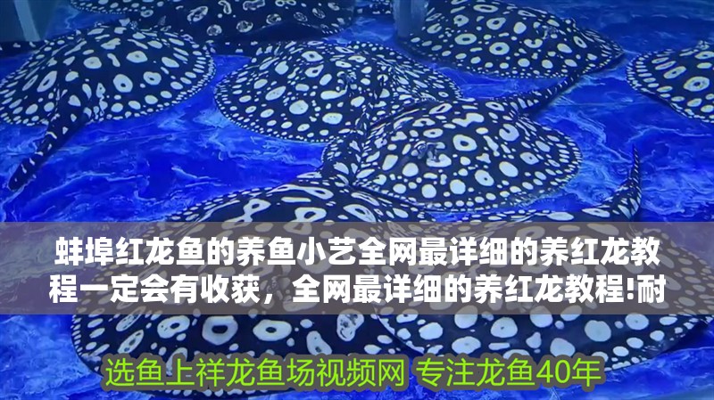 蚌埠紅龍魚的養(yǎng)魚小藝全網(wǎng)最詳細的養(yǎng)紅龍教程一定會有收獲，全網(wǎng)最詳細的養(yǎng)紅龍教程!耐心看完,一定會有收獲
