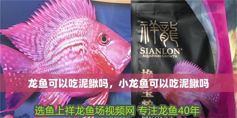 龍魚可以吃泥鰍嗎，小龍魚可以吃泥鰍嗎