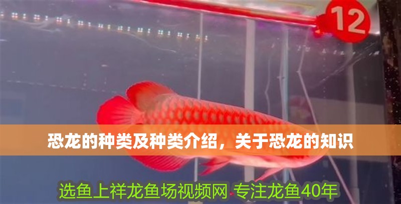恐龍的種類及種類介紹，關于恐龍的知識