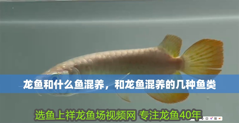 龍魚和什么魚混養，和龍魚混養的幾種魚類