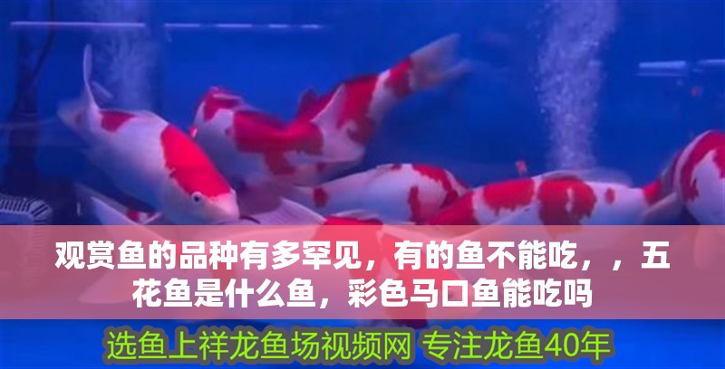 觀賞魚的品種有多罕見(jiàn)，有的魚不能吃，，五花魚是什么魚，彩色馬口魚能吃嗎