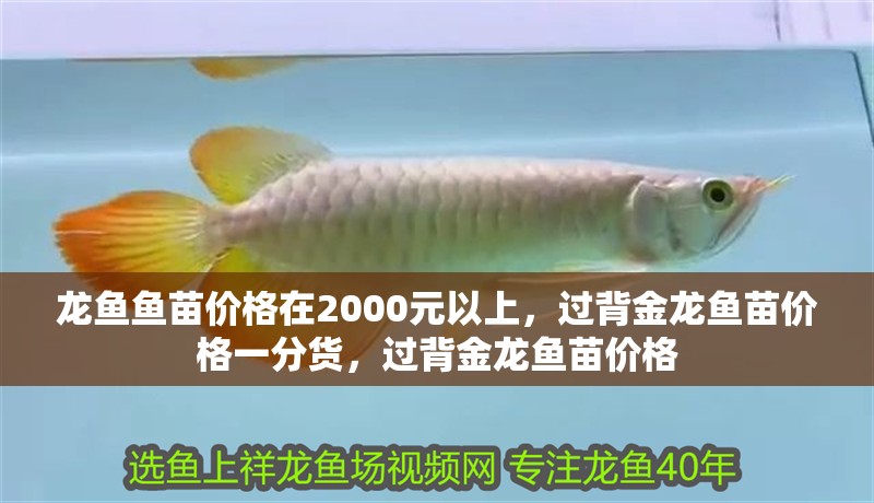 龍魚魚苗價格在2000元以上，過背金龍魚苗價格一分貨，過背金龍魚苗價格