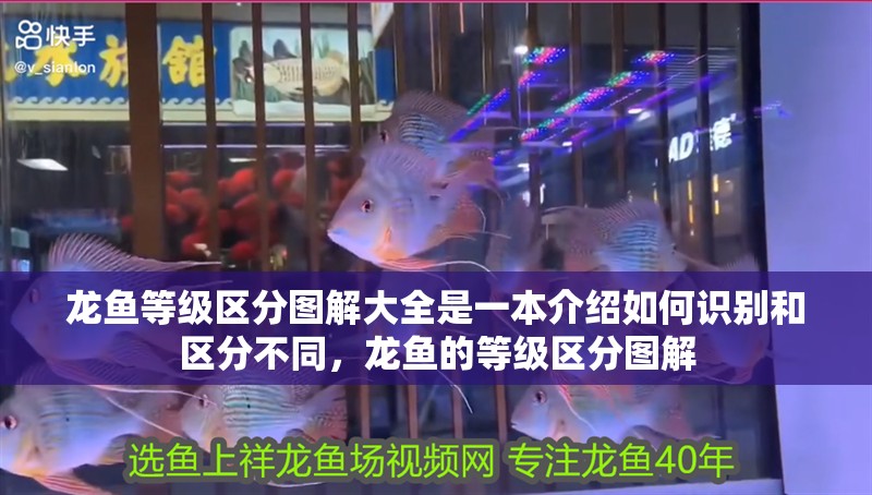 龍魚等級區分圖解大全是一本介紹如何識別和區分不同,龍魚的等級區分圖解 觀賞魚百科 第2張 龍魚等級區分圖解大全是一本介紹如何識別和區分不同,龍魚的等級區分圖解 龍魚等級區分圖解大全是一本介紹如何識別和區分不同,龍魚的等級區分圖解 觀賞魚百科 第2張