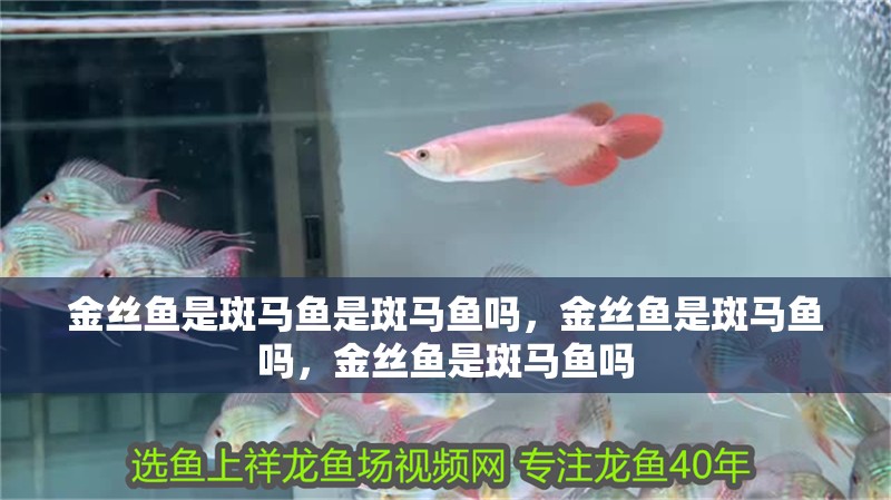 金絲魚是斑馬魚是斑馬魚嗎，金絲魚是斑馬魚嗎，金絲魚是斑馬魚嗎