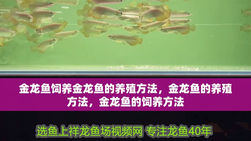 金龍魚飼養金龍魚的養殖方法，金龍魚的養殖方法，金龍魚的飼養方法