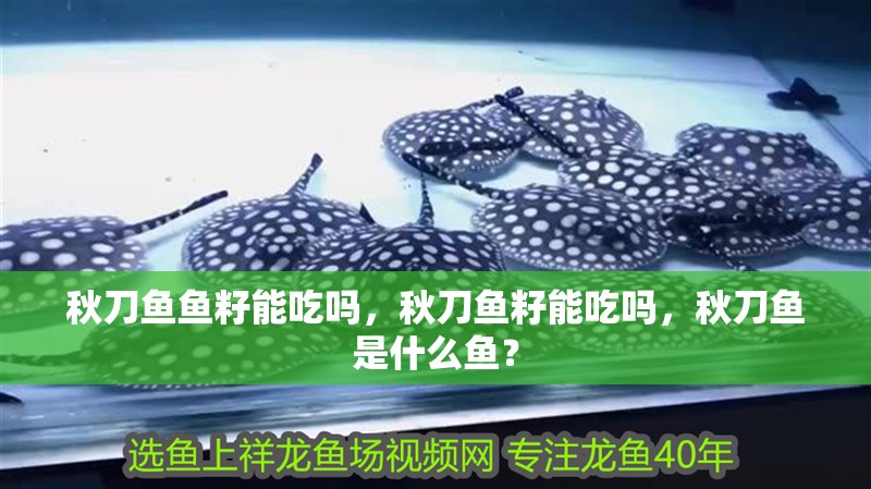 秋刀魚魚籽能吃嗎，秋刀魚籽能吃嗎，秋刀魚是什么魚？ 秋刀魚魚籽能吃嗎，秋刀魚籽能吃嗎，秋刀魚是什么魚？ 觀賞魚百科 第3張