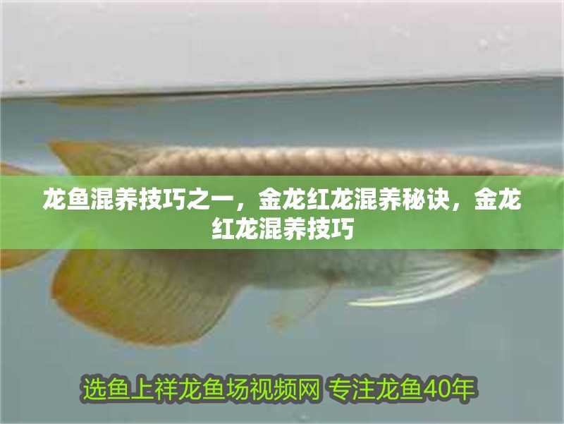 龍魚混養技巧之一，金龍紅龍混養秘訣，金龍紅龍混養技巧
