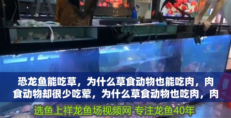 恐龍魚能吃草，為什么草食動物也能吃肉，肉食動物卻很少吃葷，為什么草食動物也吃肉，肉食動物卻很少吃草？ 恐龍魚能吃草，為什么草食動物也能吃肉，肉食動物卻很少吃葷，為什么草食動物也吃肉，肉食動物卻很少吃草？ 觀賞魚百科 第2張