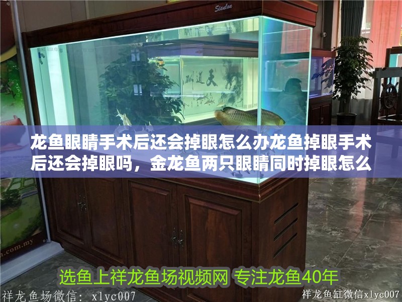 龍魚眼睛手術后還會掉眼怎么辦龍魚掉眼手術后還會掉眼嗎，金龍魚兩只眼睛同時掉眼怎么辦