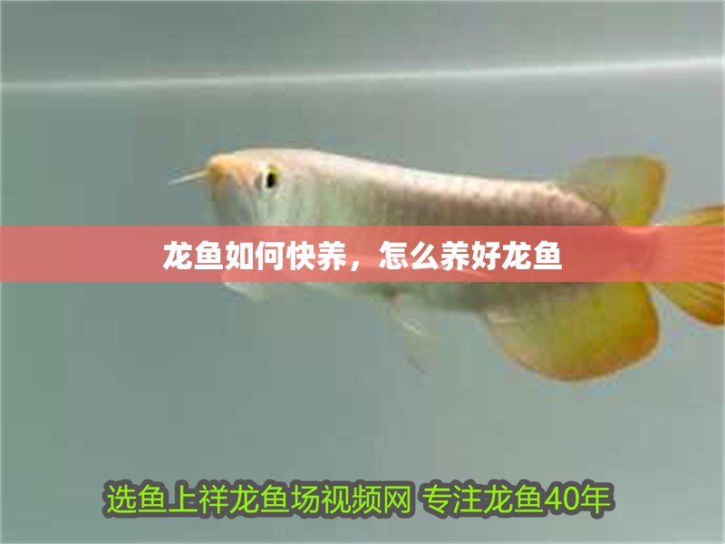 龍魚如何快養，怎么養好龍魚