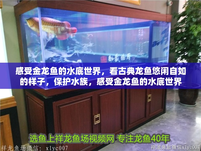 感受金龍魚的水底世界，看古典龍魚悠閑自如的樣子，保護(hù)水族，感受金龍魚的水底世界 感受金龍魚的水底世界，看古典龍魚悠閑自如的樣子，保護(hù)水族，感受金龍魚的水底世界 觀賞魚百科 第1張