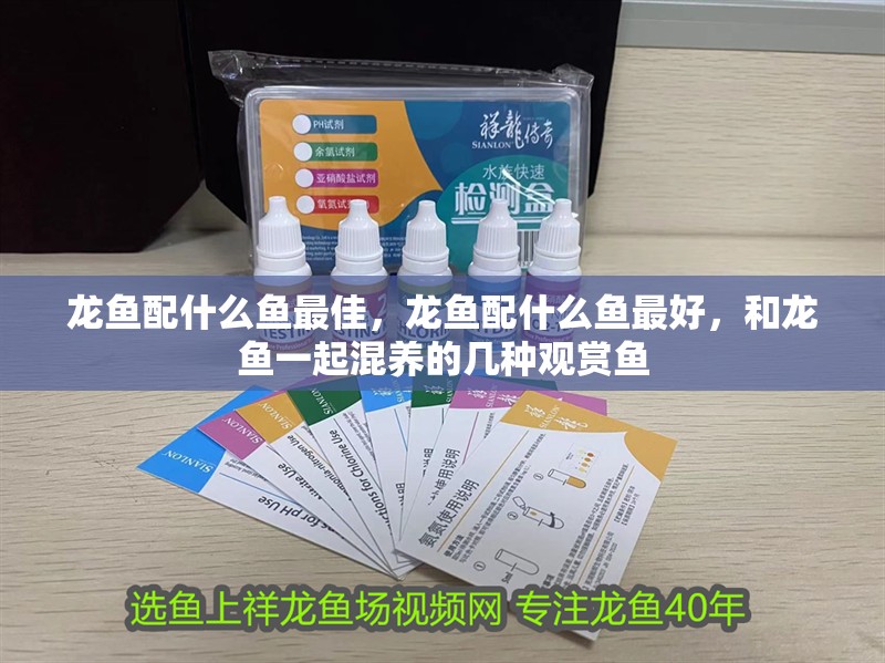 龍魚配什么魚最佳，龍魚配什么魚最好，和龍魚一起混養(yǎng)的幾種觀賞魚