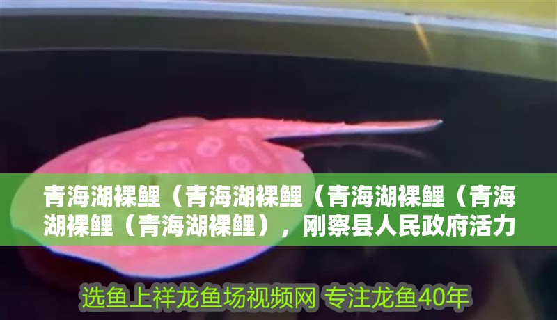 青海湖裸鯉（青海湖裸鯉（青海湖裸鯉（青海湖裸鯉（青海湖裸鯉），剛察縣人民政府活力中國(guó)調(diào)研行丨魚躍龍門、鳥掠清波