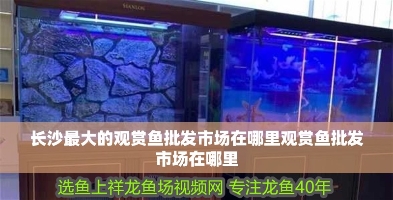 長沙最大的觀賞魚批發市場在哪里觀賞魚批發市場在哪里