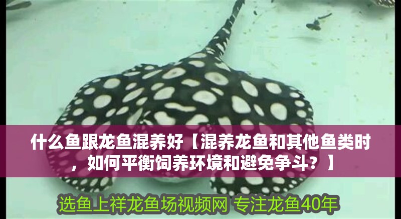 什么魚跟龍魚混養好【混養龍魚和其他魚類時，如何平衡飼養環境和避免爭斗？】 什么魚跟龍魚混養好【混養龍魚和其他魚類時，如何平衡飼養環境和避免爭斗？】 觀賞魚百科