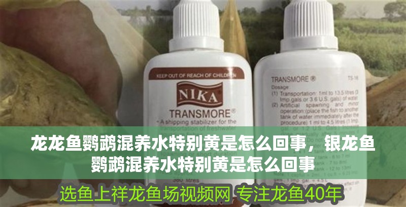 龍龍魚鸚鵡混養水特別黃是怎么回事，銀龍魚鸚鵡混養水特別黃是怎么回事
