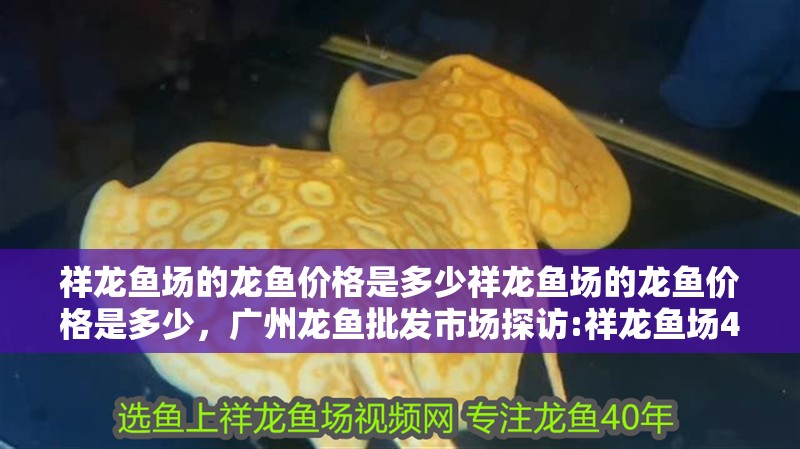 祥龍魚場的龍魚價格是多少祥龍魚場的龍魚價格是多少，廣州龍魚批發市場探訪:祥龍魚場40年專注龍魚批發愛奇藝