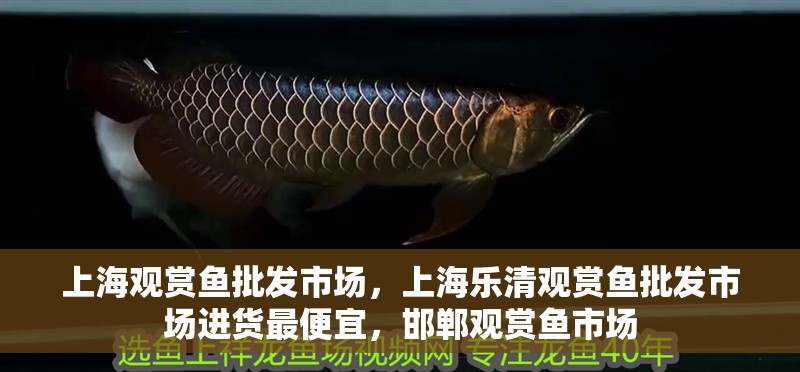 上海觀賞魚批發市場，上海樂清觀賞魚批發市場進貨最便宜，邯鄲觀賞魚市場