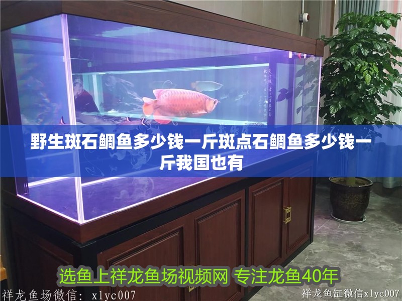 野生斑石鯛魚多少錢一斤斑點石鯛魚多少錢一斤我國也有