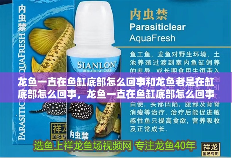 龍魚一直在魚缸底部怎么回事和龍魚老是在缸底部怎么回事，龍魚一直在魚缸底部怎么回事