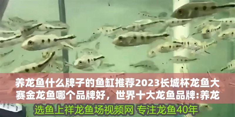 養龍魚什么牌子的魚缸推薦2023長城杯龍魚大賽金龍魚哪個品牌好，世界十大龍魚品牌:養龍魚什么牌子的魚缸好