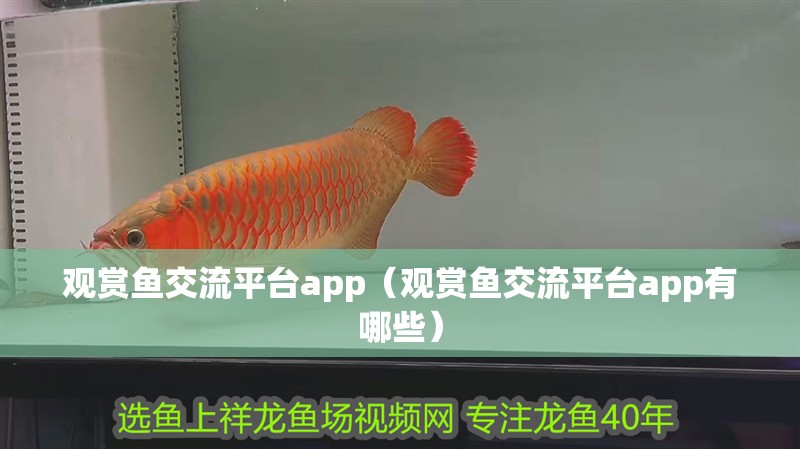 觀賞魚交流平臺app（觀賞魚交流平臺app有哪些）
