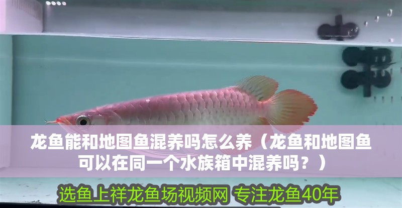 龍魚能和地圖魚混養嗎怎么養（龍魚和地圖魚可以在同一個水族箱中混養嗎？）