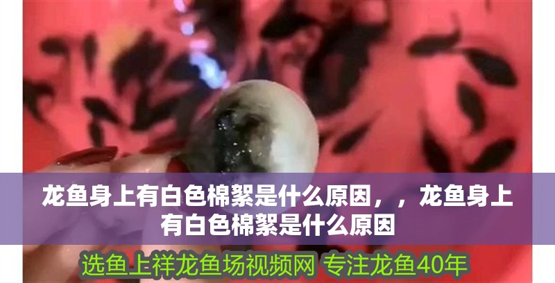 龍魚身上有白色棉絮是什么原因，，龍魚身上有白色棉絮是什么原因