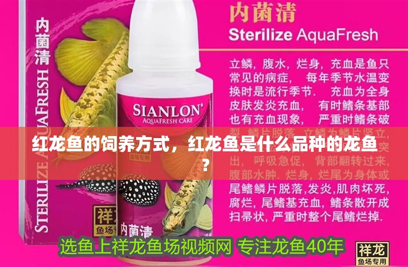 紅龍魚的飼養(yǎng)方式，紅龍魚是什么品種的龍魚？