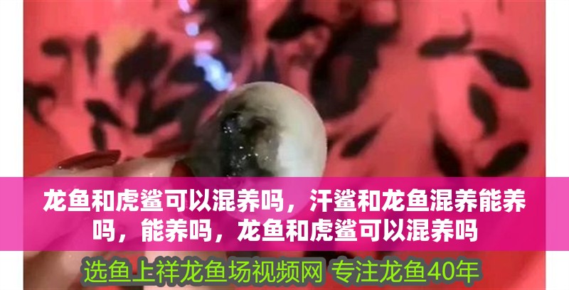 龍魚和虎鯊可以混養(yǎng)嗎，汗鯊和龍魚混養(yǎng)能養(yǎng)嗎，能養(yǎng)嗎，龍魚和虎鯊可以混養(yǎng)嗎