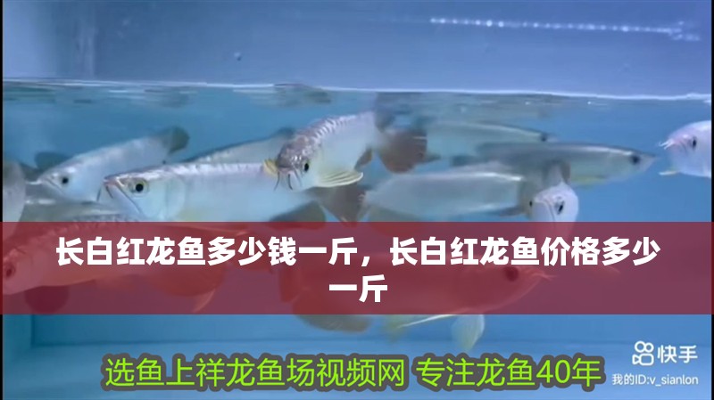 長白紅龍魚多少錢一斤，長白紅龍魚價格多少一斤