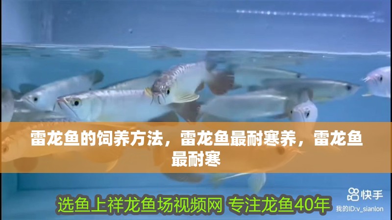 雷龍魚的飼養方法，雷龍魚最耐寒養，雷龍魚最耐寒 雷龍魚的飼養方法，雷龍魚最耐寒養，雷龍魚最耐寒 觀賞魚百科 第1張