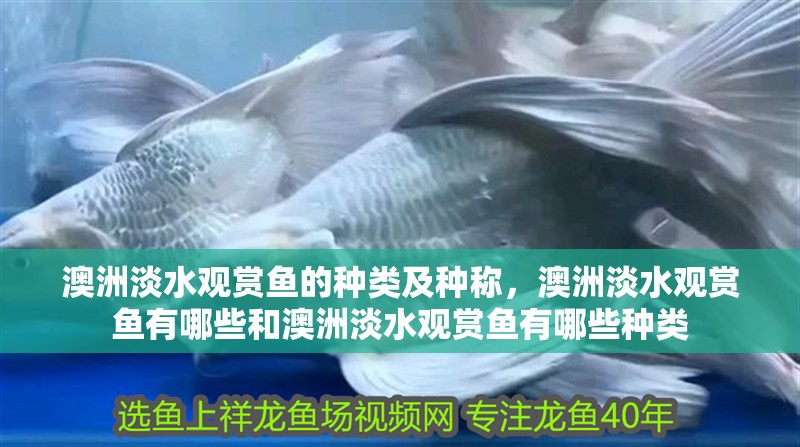 澳洲淡水觀賞魚的種類及種稱，澳洲淡水觀賞魚有哪些和澳洲淡水觀賞魚有哪些種類